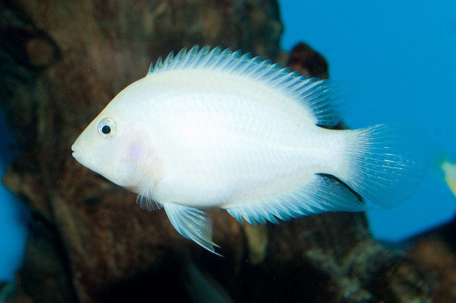 Cichlasoma Albino Convict (Amatitlania nigrofasciata) Cichlid in Aquarium